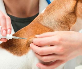 Microchip-Vacinas-e-Desparasitacao-768x539.jpg